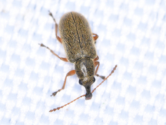 Cimberis attelaboides
