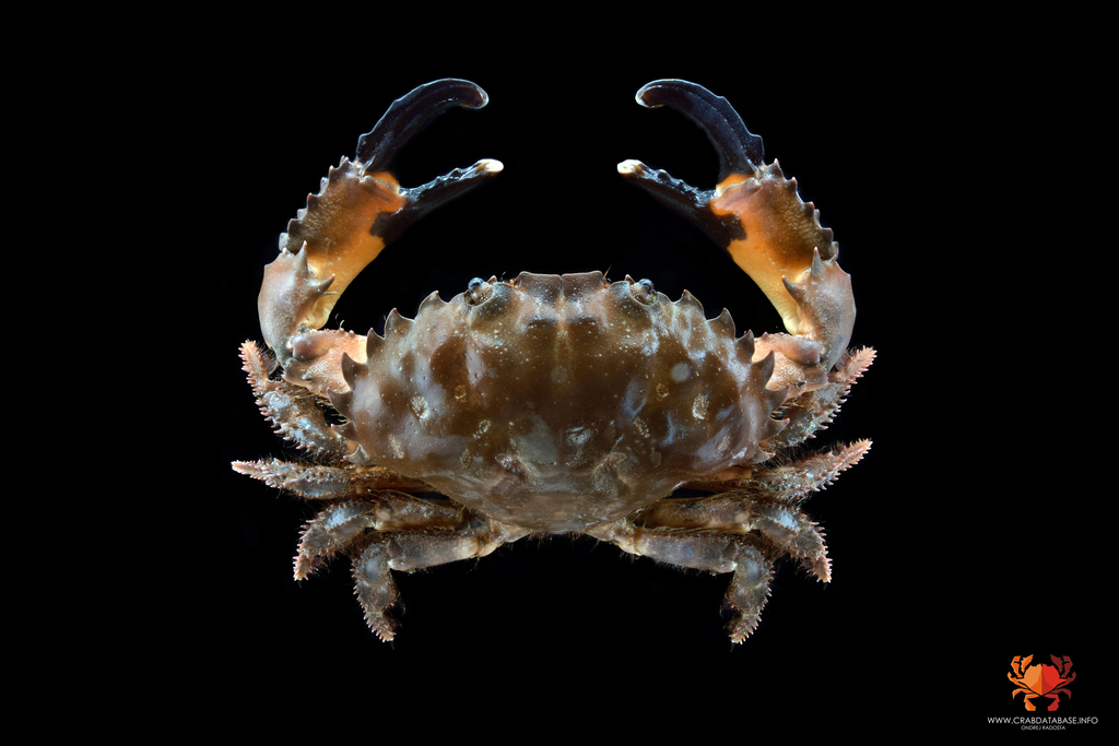 Sawedged Spooner Crab