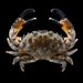 Sawedged Spooner Crab - Photo (c) Ondřej Radosta, some rights reserved (CC BY-NC), uploaded by Ondřej Radosta