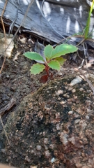 Dillenia ferruginea