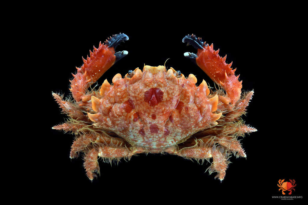 Etisinae
