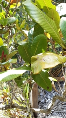 Dillenia ferruginea