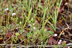Plantago elongata