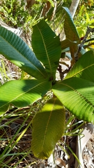 Dillenia ferruginea