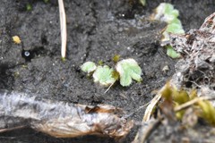 Riccia beyrichiana
