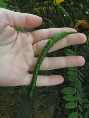 Senna spectabilis
