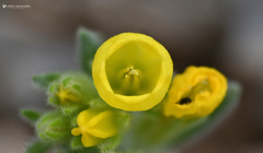 Onosma erecta erecta