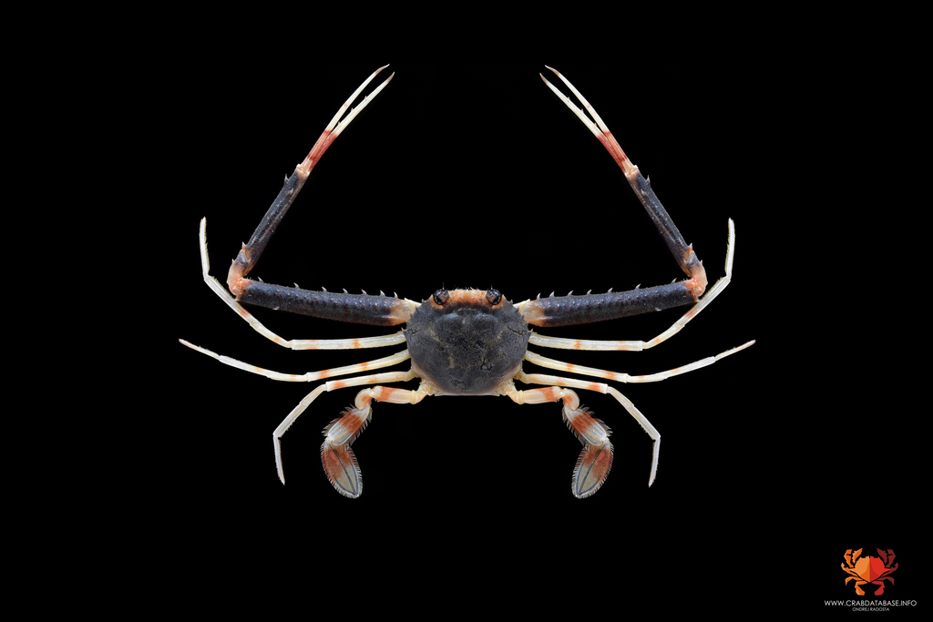 Lupocyclus philippinensis