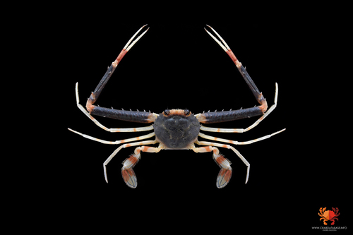 Lupocyclus
