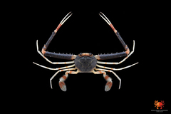 Lupocyclus philippinensis