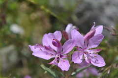 Chamaenerion colchicum
