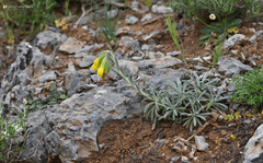Onosma erecta erecta