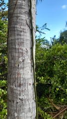 Vanilla phalaenopsis