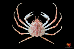 Paramaja kominatoensis