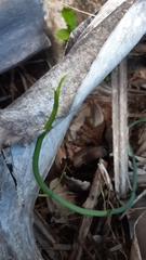 Vanilla phalaenopsis