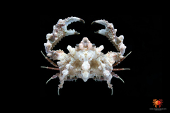 Pseudolambrus hepatoconus