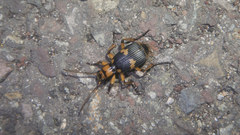 Pheropsophus javanus