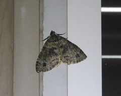 Hammaptera parinotata