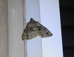 Hammaptera parinotata