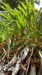 Pandanus sechellarum