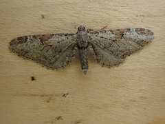 Eupithecia nevadata