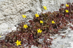 Oxalis corniculata