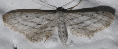 Idaea longaria
