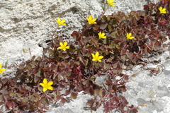 Oxalis corniculata