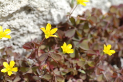Oxalis corniculata