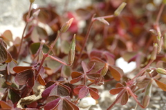 Oxalis corniculata