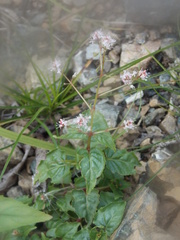 Circaea × intermedia