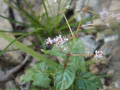 Circaea × intermedia