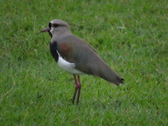 Vanellus chilensis