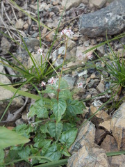 Circaea × intermedia