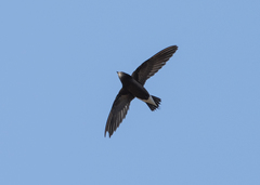 Hirundapus giganteus