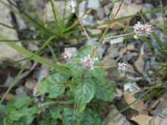 Circaea × intermedia