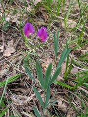 Lathyrus digitatus