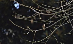 Phoenicurus ochruros