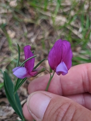 Lathyrus digitatus