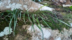 Haplopteris ensiformis