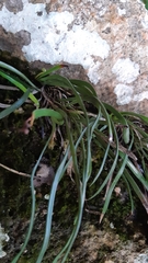 Haplopteris ensiformis