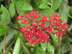 Cissus erosa