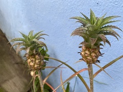 Ananas comosus microstachys