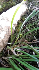 Haplopteris ensiformis