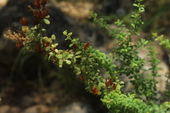 Hypericum thymifolium