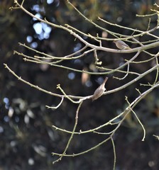 Phoenicurus ochruros