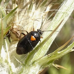 Deraeocoris ribauti