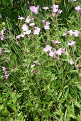 Epilobium algidum