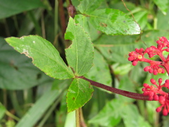 Cissus erosa