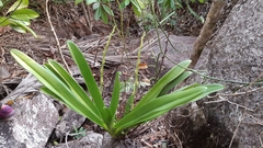Angraecum eburneum